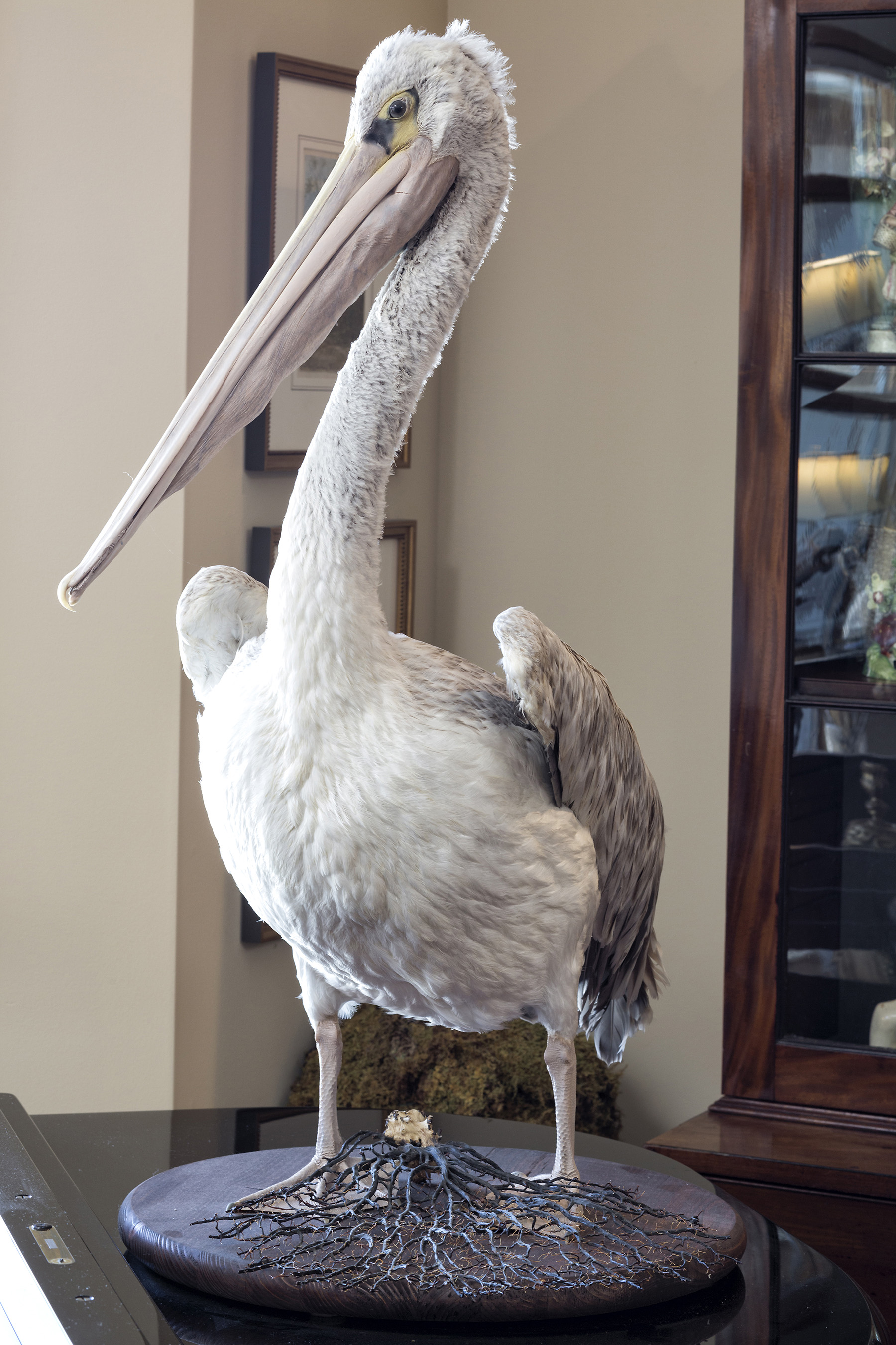 stuffed pelican in a collector's home